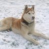 Les Liubov Sous La Neige 2010