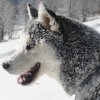 Les Liubov Sous La Neige 2010