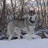 Les Liubov Sous La Neige 2010