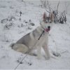 Les Liubov Sous La Neige 2010