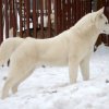 Les Liubov Sous La Neige 2010