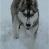 Les Liubov Sous La Neige 2010