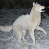 Les Liubov Sous La Neige 2010