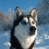 Les Liubov Sous La Neige 2010