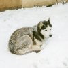 Les Liubov Sous La Neige 2010