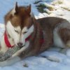 Les Liubov Sous La Neige 2010