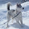 Les Liubov Sous La Neige 2010
