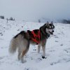 Les Liubov sous la neige en 2011