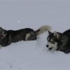 Les Liubov sous la neige en 2011