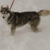 Les Liubov sous la neige en 2011