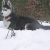 Les Liubov sous la neige en 2011
