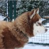 Les Liubov sous la neige en 2011