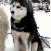 Les Liubov sous la neige en 2011