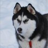 Les Liubov sous la neige en 2011