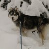 Les Liubov sous la neige en 2011