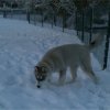 Les Liubov sous la neige en 2011