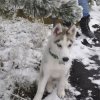 Les Liubov sous la neige en 2011