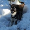 Les Liubov sous la neige en 2011