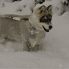Les Liubov sous la neige en 2011