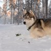 Liubov's D'Amarok en Laponie