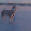 Liubov's D'Amarok en Laponie