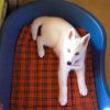 Liubov's Flocon de Neige en Russie