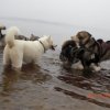 Liubov's Flocon de Neige en Russie