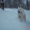 Liubov's Flocon de Neige en Russie