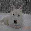 Liubov's Flocon de Neige en Russie