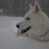 Liubov's Flocon de Neige en Russie