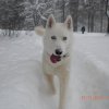 Liubov's Flocon de Neige en Russie
