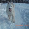 Liubov's Flocon de Neige en Russie