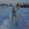 Liubov's Flocon de Neige en Russie