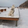 Liubov's Flocon de Neige en Russie