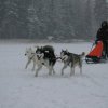 Liubov's Flocon de Neige en Russie