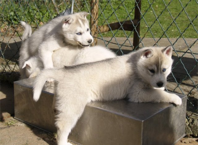 Lundi de Pâques, lâché de chiots