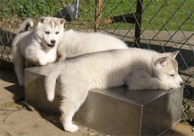 Lundi de Pâques, lâché de chiots