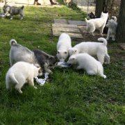 Lundi de Pâques, lâché de chiots
