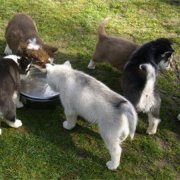Lundi de Pâques, lâché de chiots