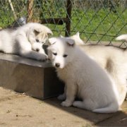 Lundi de Pâques, lâché de chiots