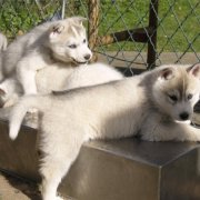 Lundi de Pâques, lâché de chiots