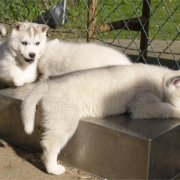 Lundi de Pâques, lâché de chiots