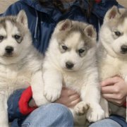 Lundi de Pâques, lâché de chiots