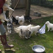 Lundi de Pâques, lâché de chiots