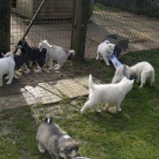Lundi de Pâques, lâché de chiots