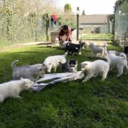 Lundi de Pâques, lâché de chiots