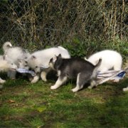 Lundi de Pâques, lâché de chiots