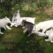 Lundi de Pâques, lâché de chiots