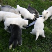Lundi de Pâques, lâché de chiots