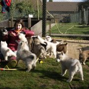 Lundi de Pâques, lâché de chiots